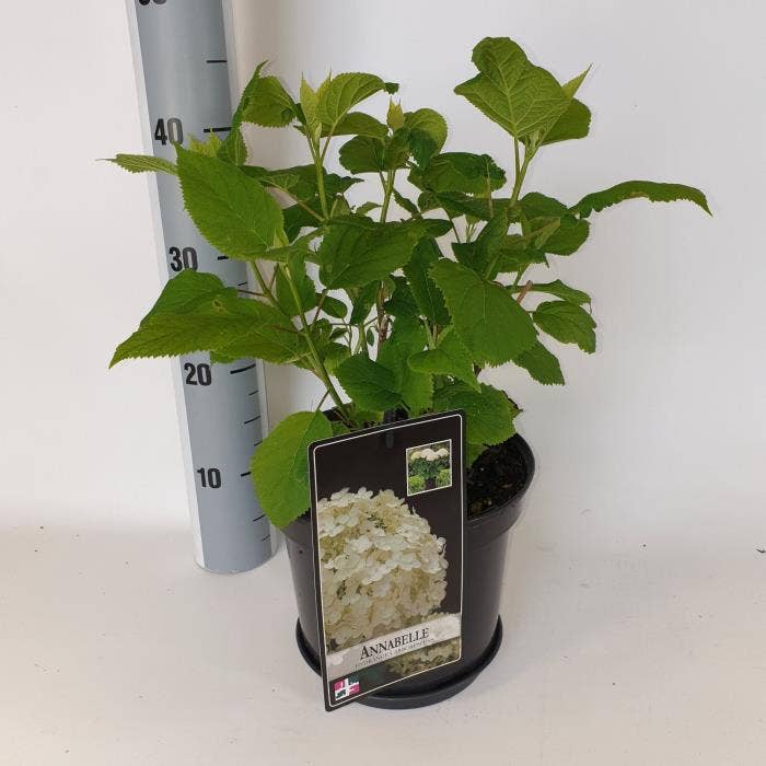 Hydrangea arb. 'Annabelle'