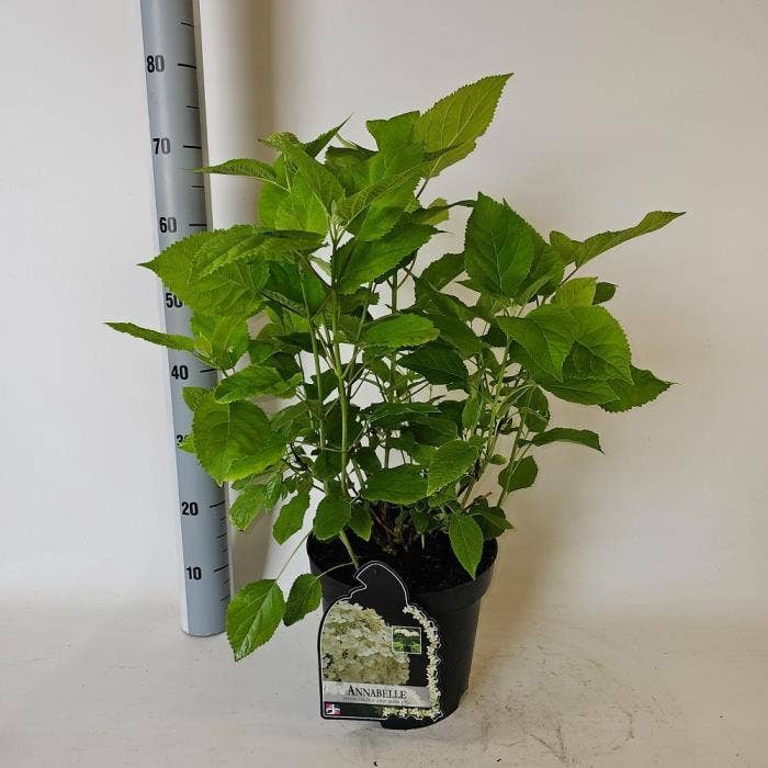 Hydrangea arb. 'Annabelle'