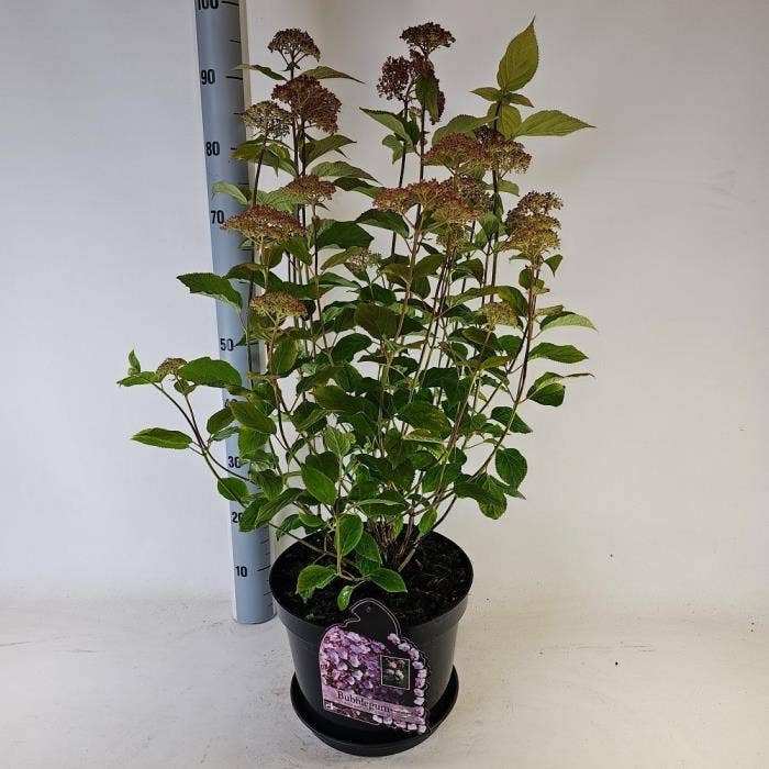 Hydrangea arb. 'Bubblegum'