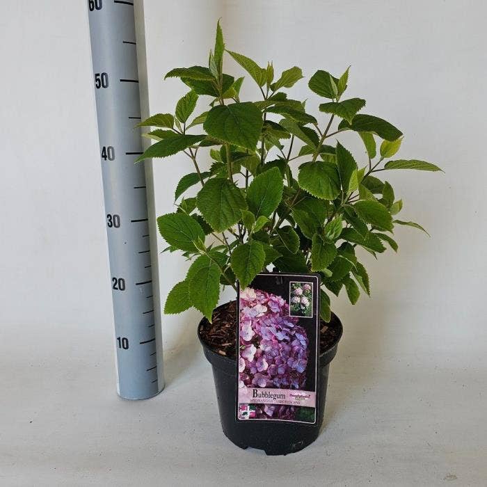 Hydrangea arb. 'Bubblegum'