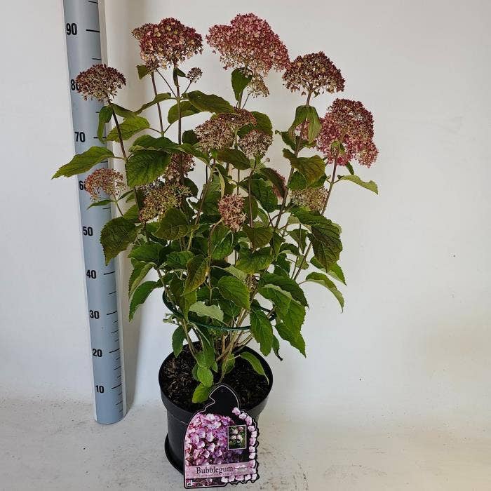 Hydrangea arb. 'Bubblegum'