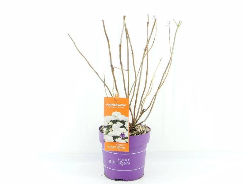 Hydrangea arb. FlowerWow 