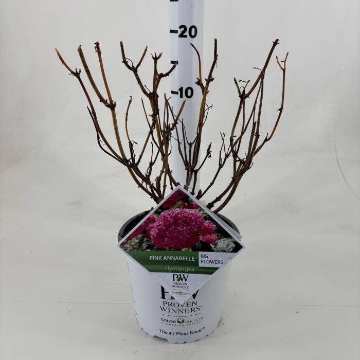 Hydrangea arb. 'Pink Annabelle'