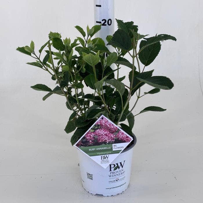 Hydrangea arborescens Ruby Annabelle