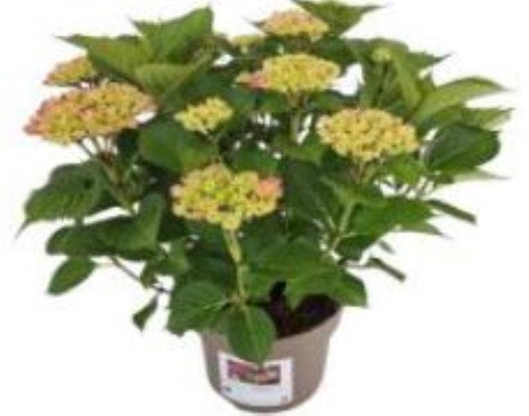 Hydrangea 'Garden Ligts'