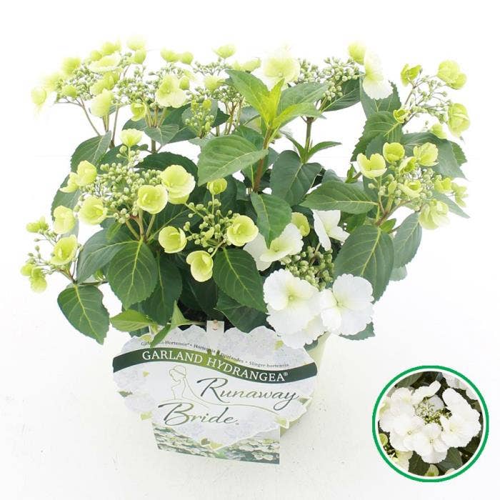 Hydrangea hybr. 'Runaway Bride' (buds)