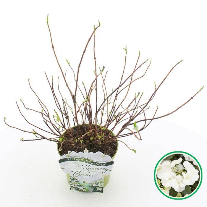 Hydrangea hybr. 'Runaway Bride'