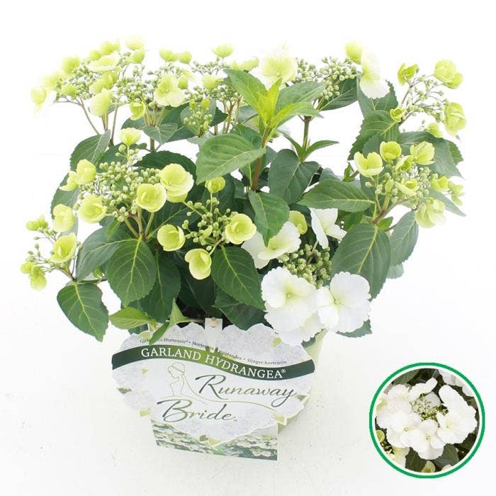 Hydrangea hybr. Runaway Bride®