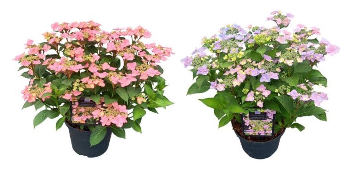 Hydrangea hybride 'Million Stars Sirius Blue'®