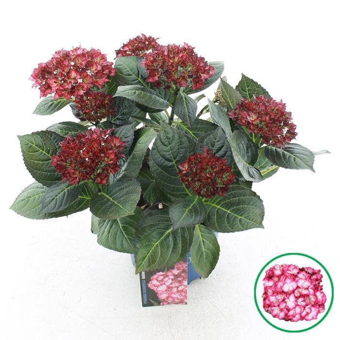 Hydrangea mac. 'Beauty of Boskoop'