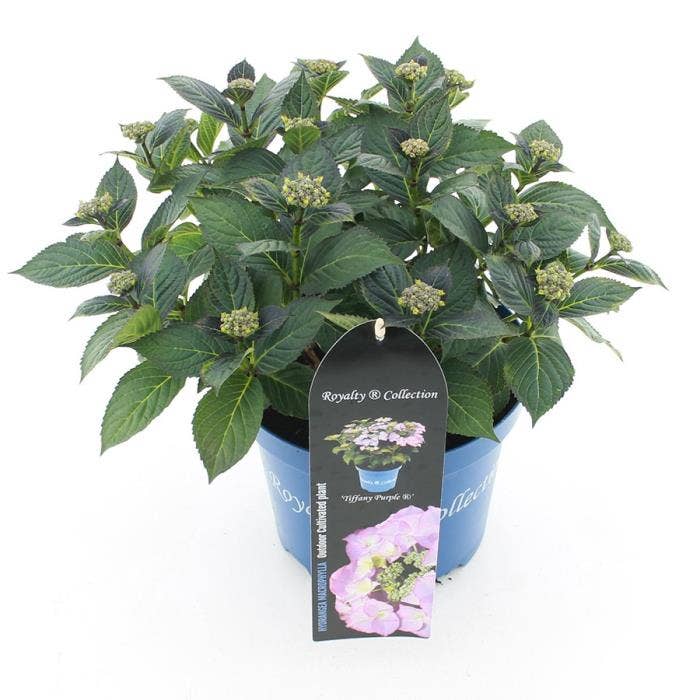 Hydrangea mac. 'Tiffany'