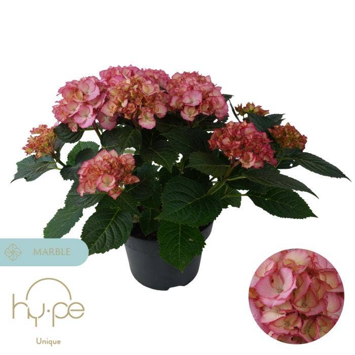 Hydrangea macr. 'Ave Pink' Unique