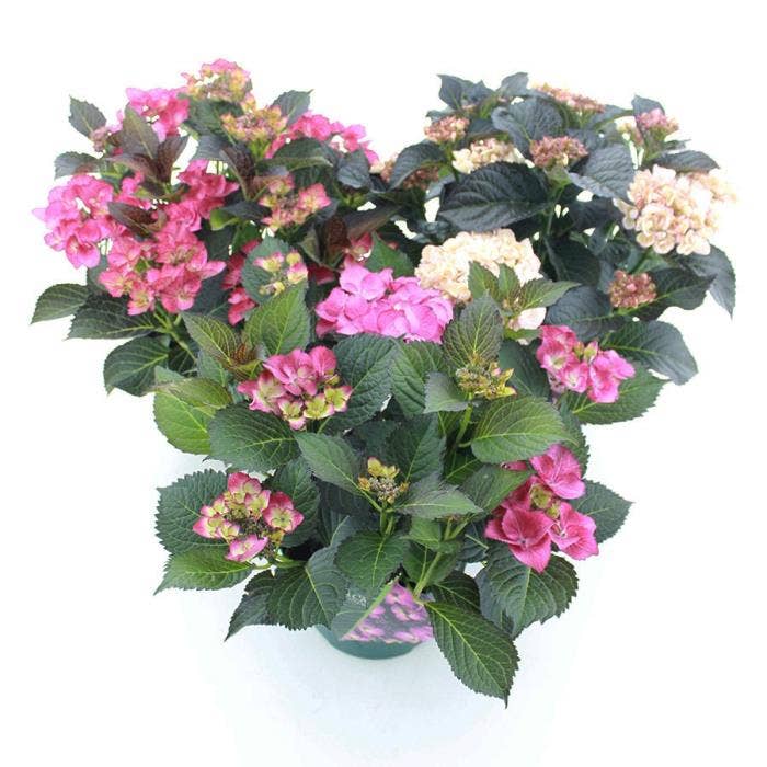 Hydrangea macr. Black Diamonds