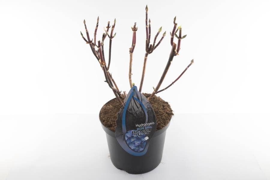 Hydrangea macr. BS Blue (without leaves)