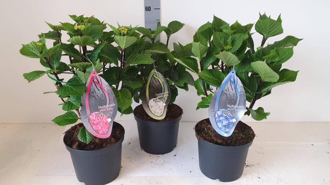 Hydrangea macr. BS (buds)