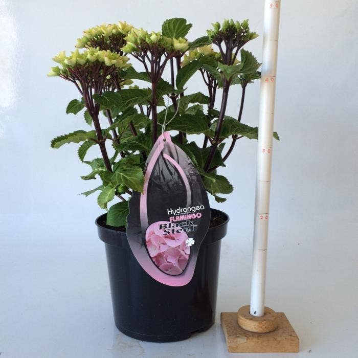 Hydrangea macr. BS Flamingo (buds)