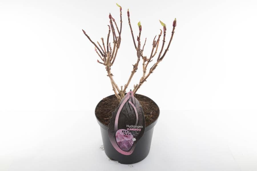 Hydrangea macr. BS Flamingo (without leaves)