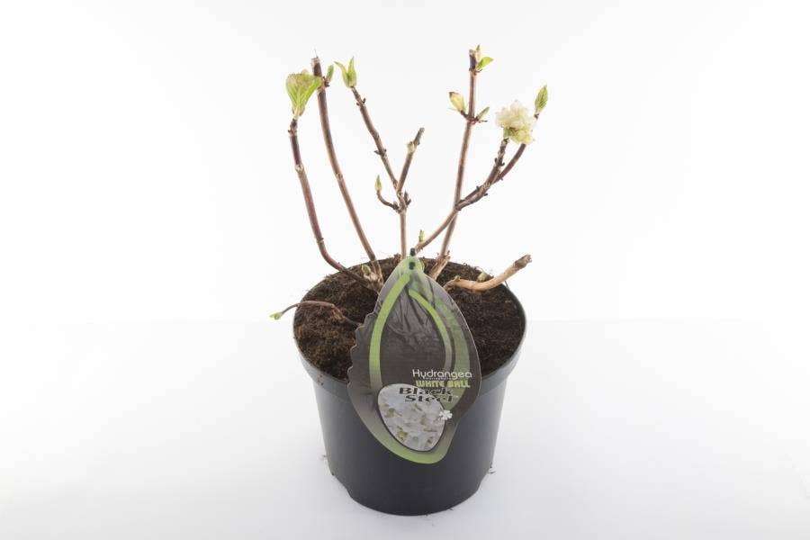 Hydrangea macr. BS White (without leaves)