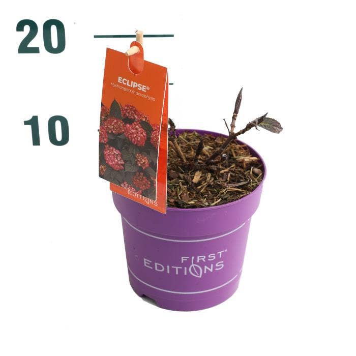 Hydrangea macr. 'Eclipse' Red 