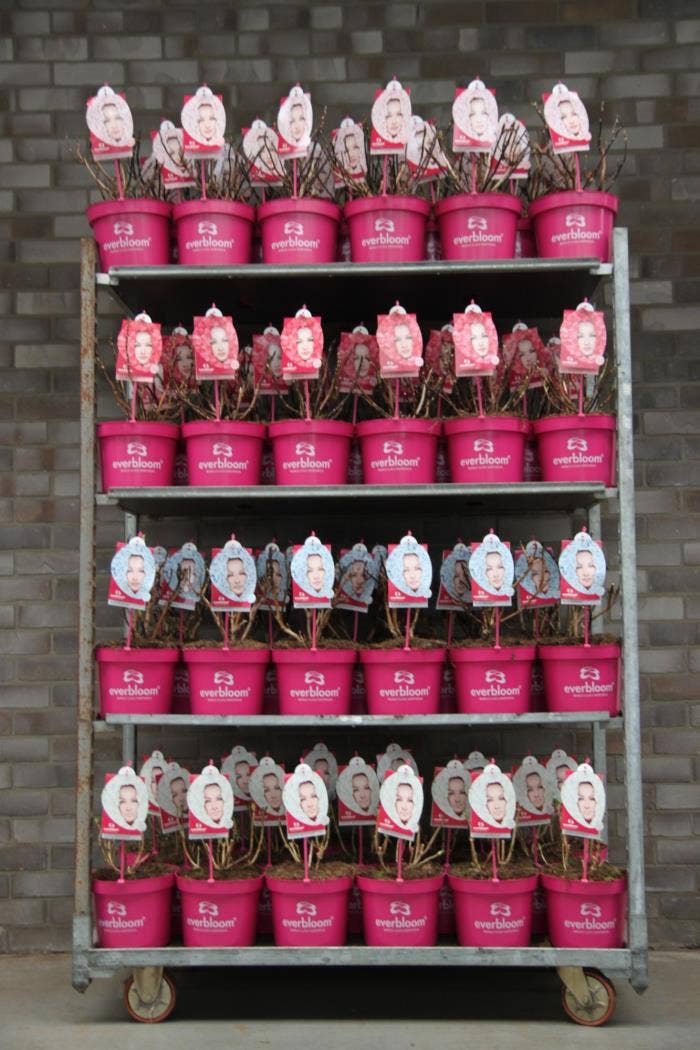 Hydrangea macr. Everbloom (without leaves)