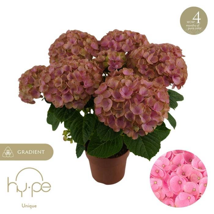 Hydrangea macr. Hi Island Pink
