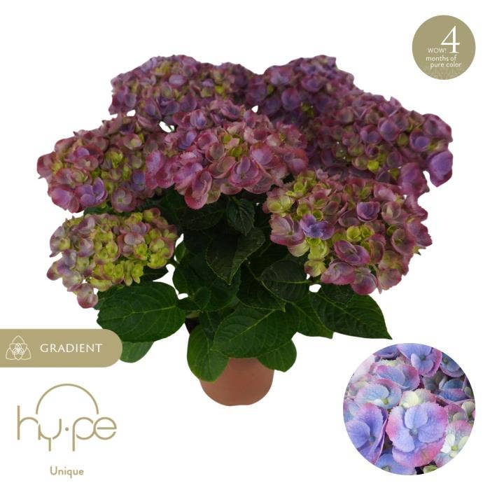 Hydrangea macr. Hi Island Purple