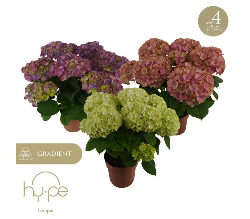 Hydrangea Macr Hi Long lasting Green Solutions hydrangea-macr-hi-long-lasting-green-solutions