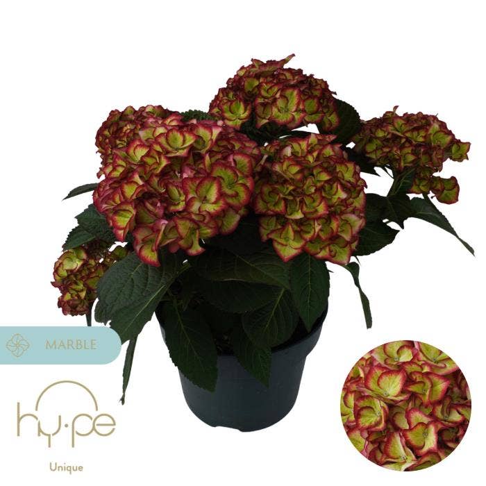 Hydrangea macr. 'Hi Moon Red' Unique