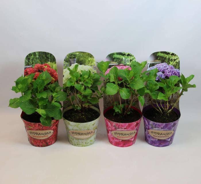 Hydrangea macr. in potcover