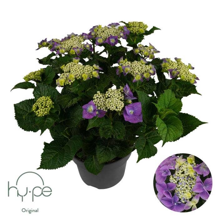 Hydrangea macr. 'Lacecap Blue'