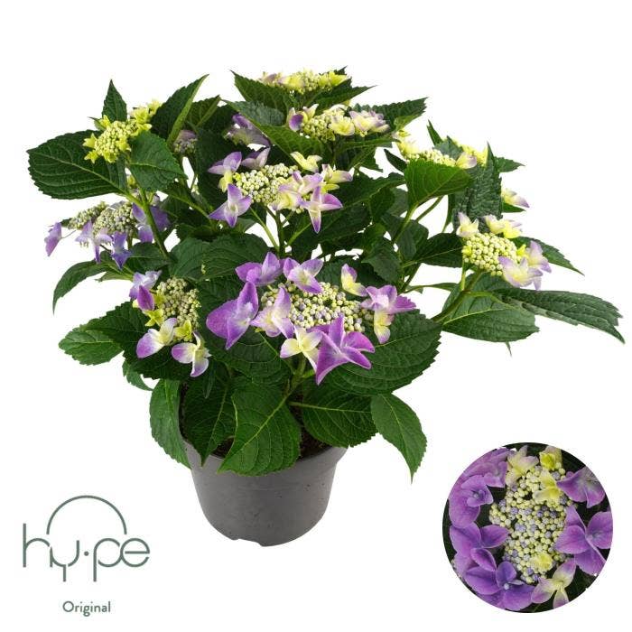 Hydrangea macr. 'Lacecap Blue'