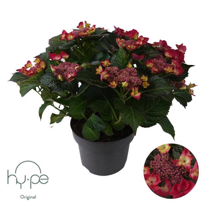 Hydrangea macr. 'Lacecap Red'