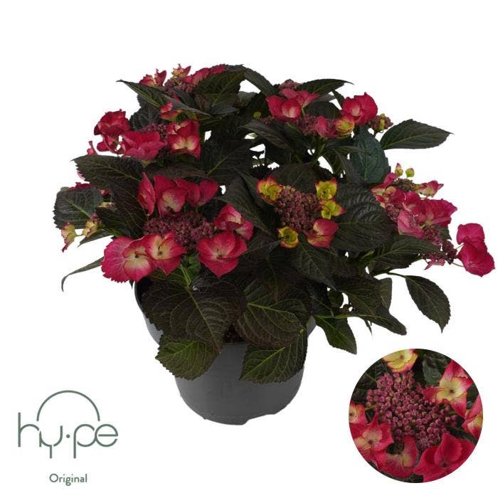 Hydrangea macr. 'Lacecap Red'