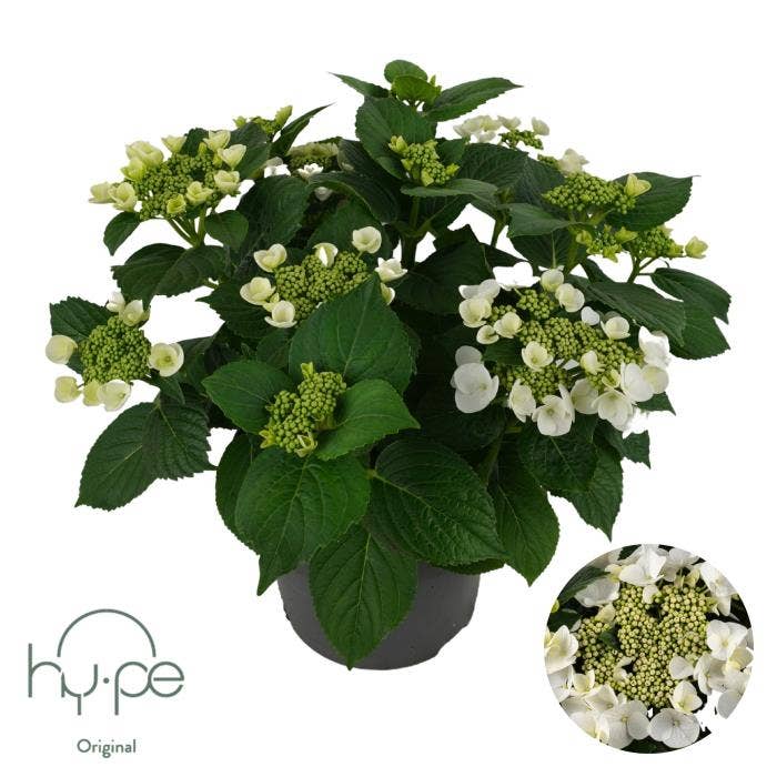 Hydrangea macr. 'Lacecap White'