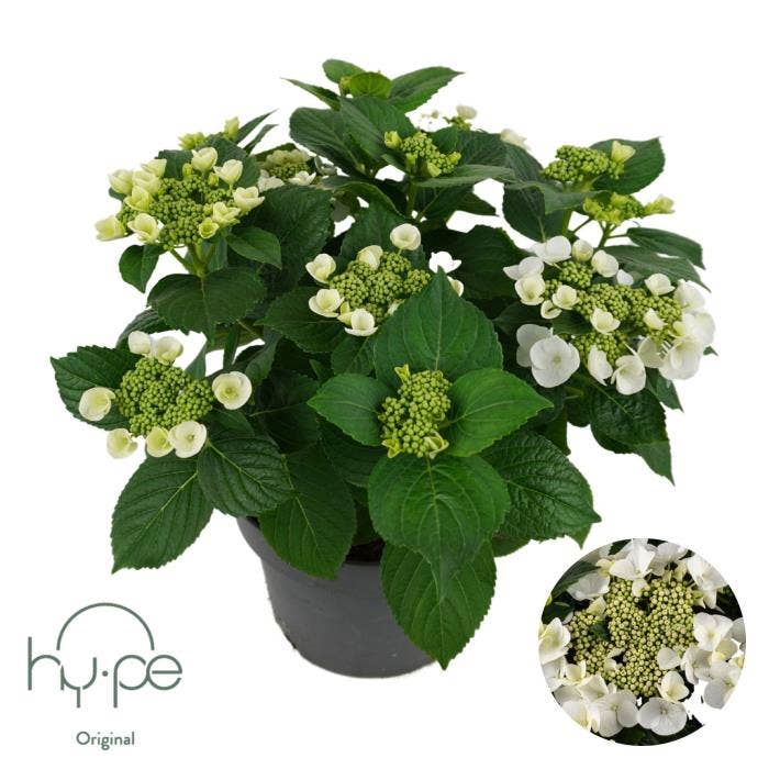 Hydrangea macr. 'Lacecap White'