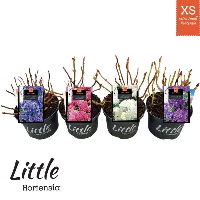 Hydrangea macr. Little