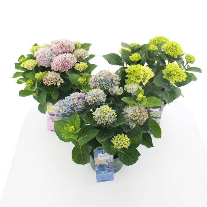 Hydrangea macr. 'Magical Collection'