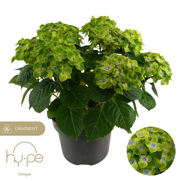 Hydrangea macr. 'Mira Blue'