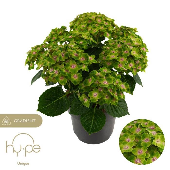 Hydrangea macr. 'Mira Pink'