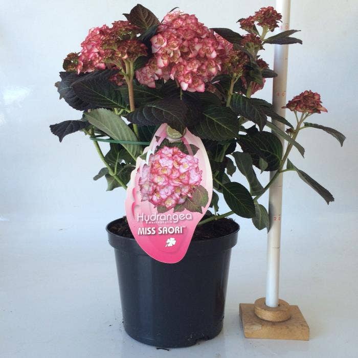 Hydrangea macr. Miss Saori (buds) Green Solutions