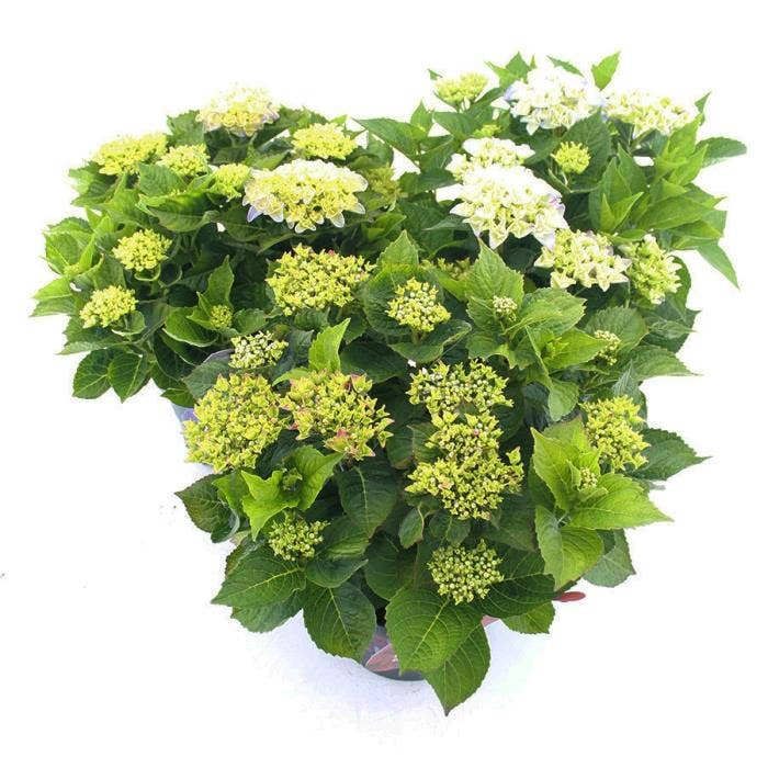 Hydrangea macr. 'Music Collection'