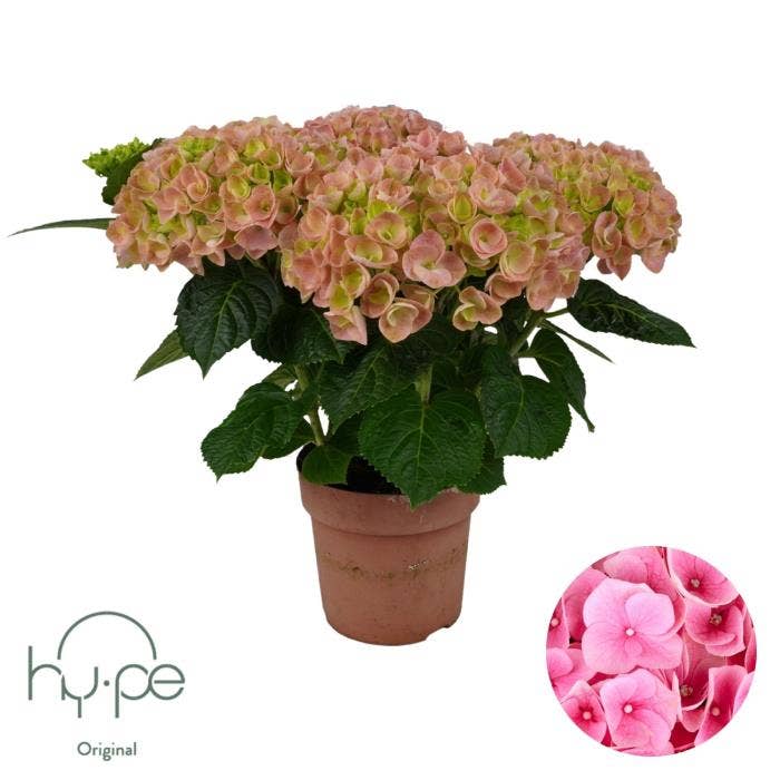 Hydrangea macr. Pink