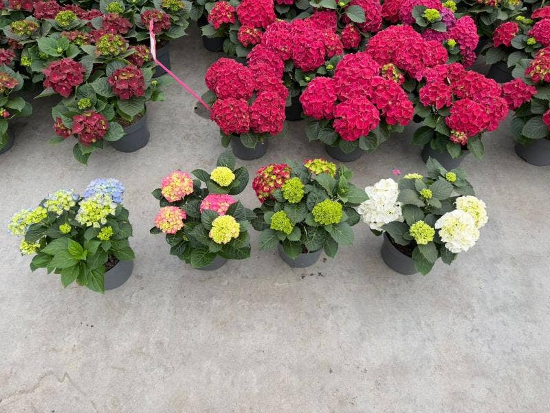 Hydrangea macr. Pink