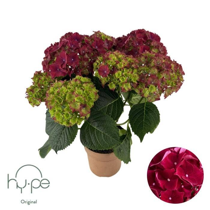 Hydrangea macr. Red