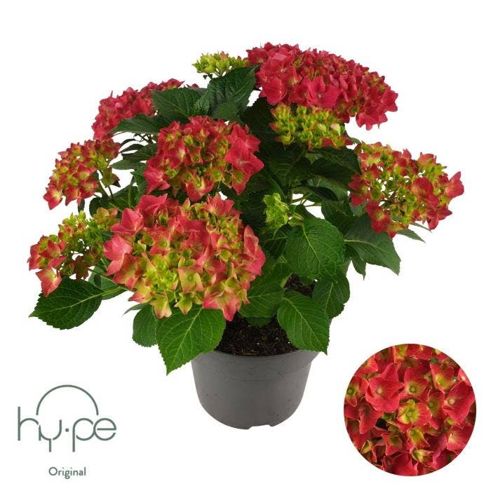 Hydrangea macr. Red