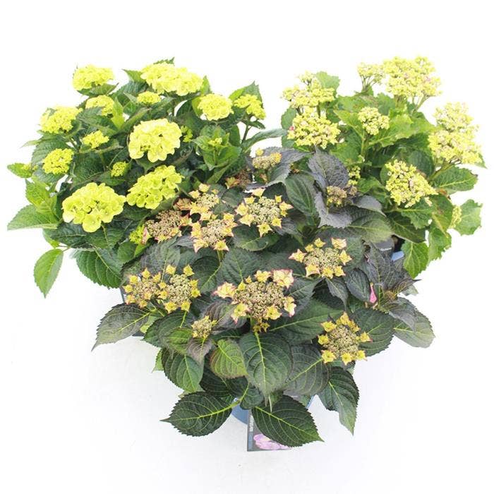 Hydrangea macr. 'Royalty Collection'