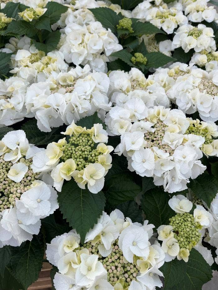 Hydrangea macr. Royalty® 'Arctic Cirlce'® C3.5