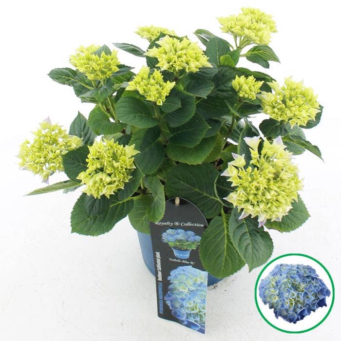 Hydrangea macr. Royalty® 'Fabolo'® Blauw