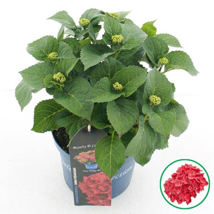 Hydrangea macr. Royalty® 'Fire Wings'® C3.5