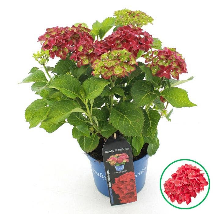Hydrangea macr. Royalty® 'Fire Wings'®